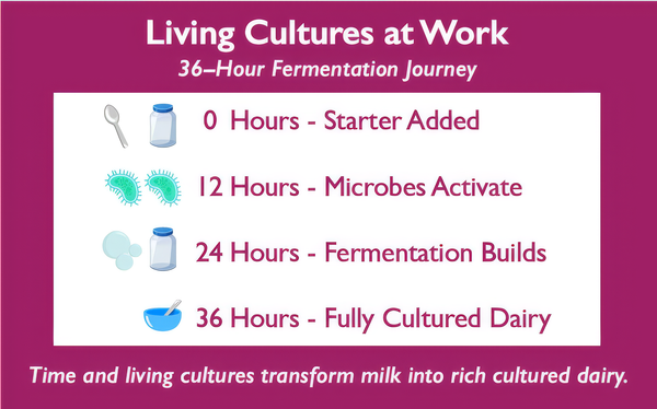 LR SuperFood Starter Culture L. Reuteri